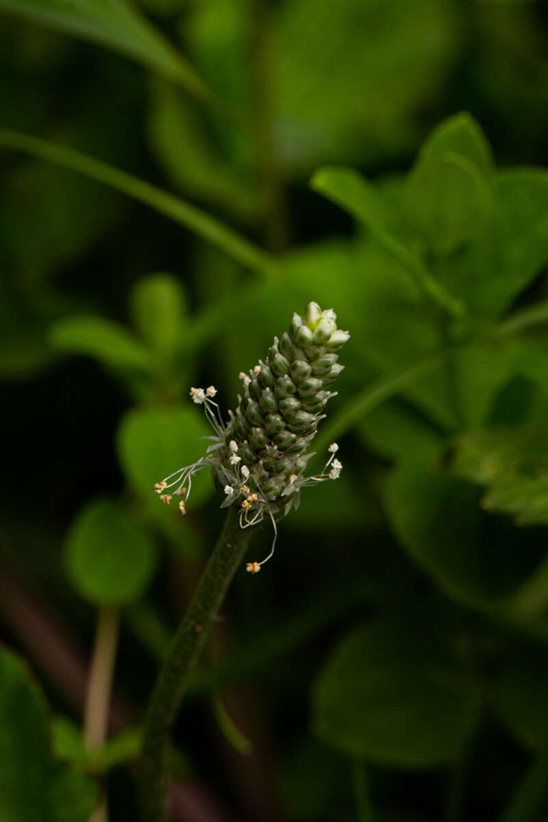 Image of Plantago palmata Hook. fil.