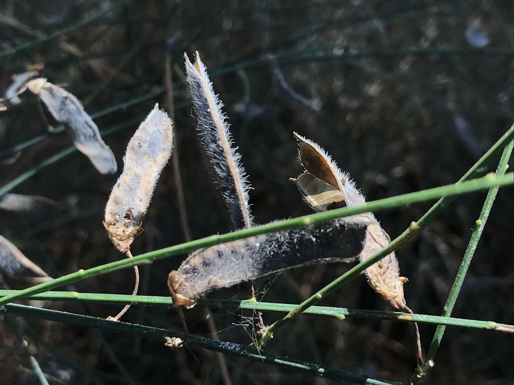 Слика од Cytisus grandiflorus (Brot.) DC.