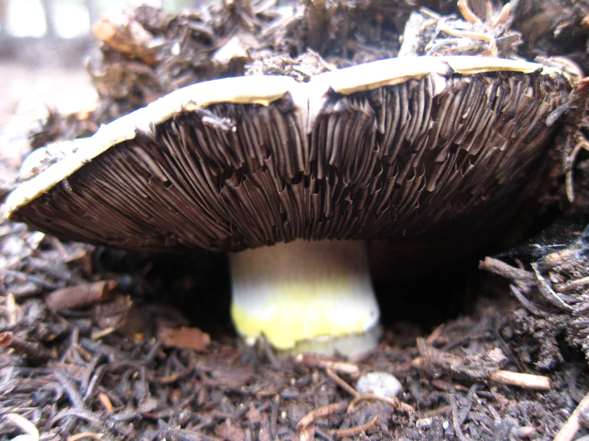 Image of Agaricus moronii Kerrigan 2016