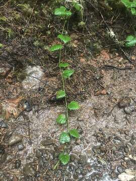 Plancia ëd Rubus nivalis Dougl. ex Hook.