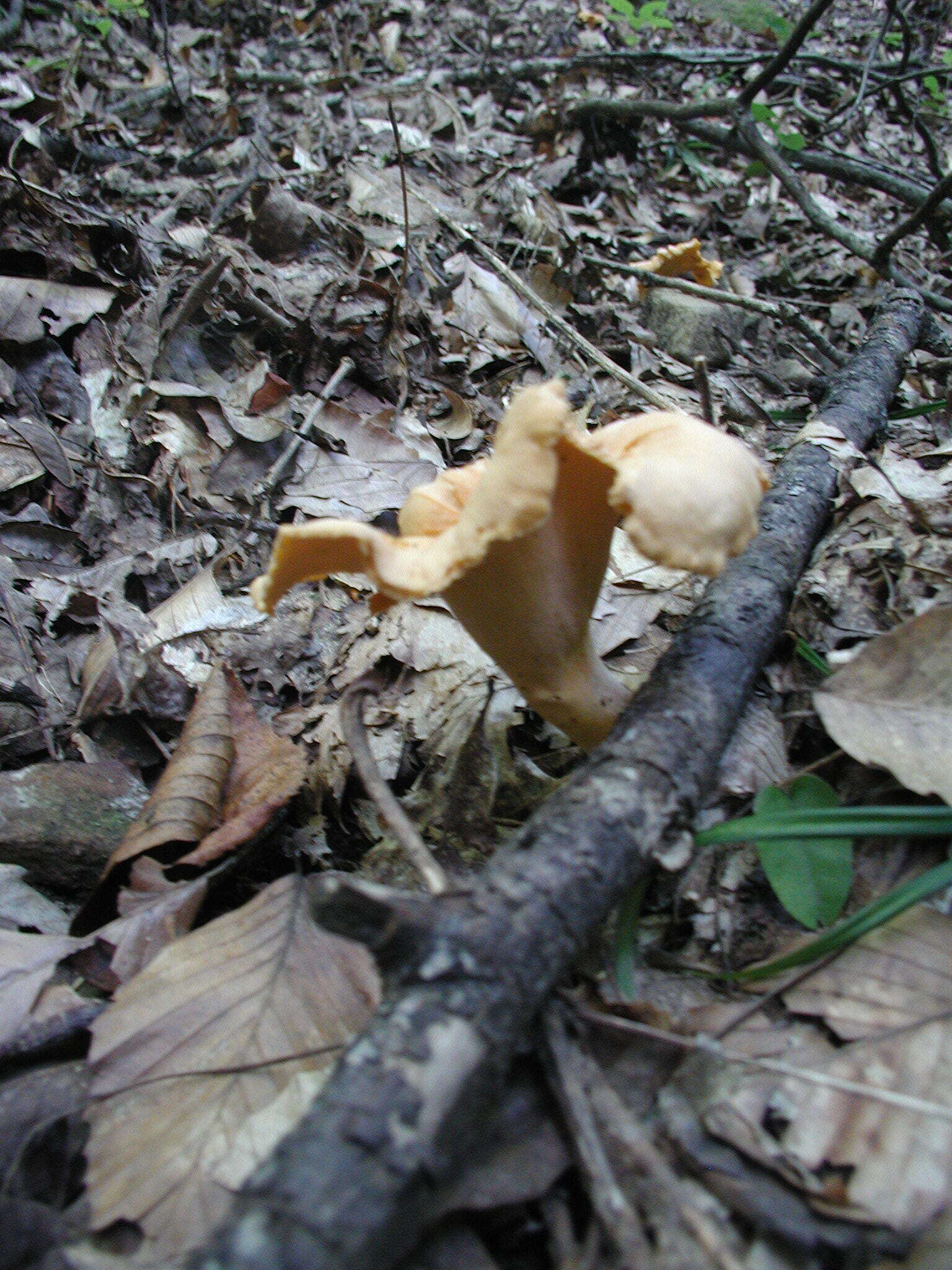 Image of Cantharellus lateritius (Berk.) Singer 1951