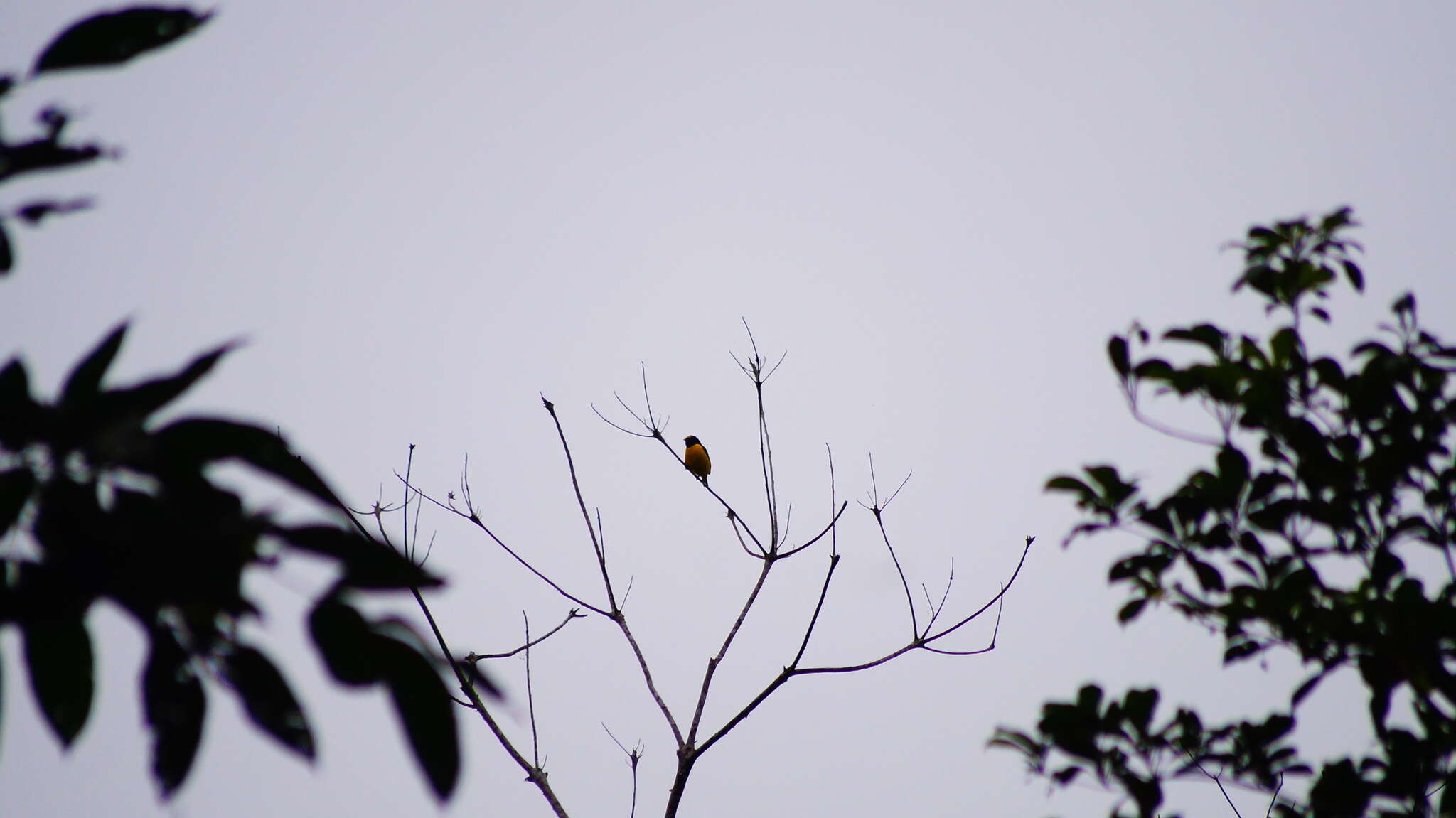 Image of scrub euphonia