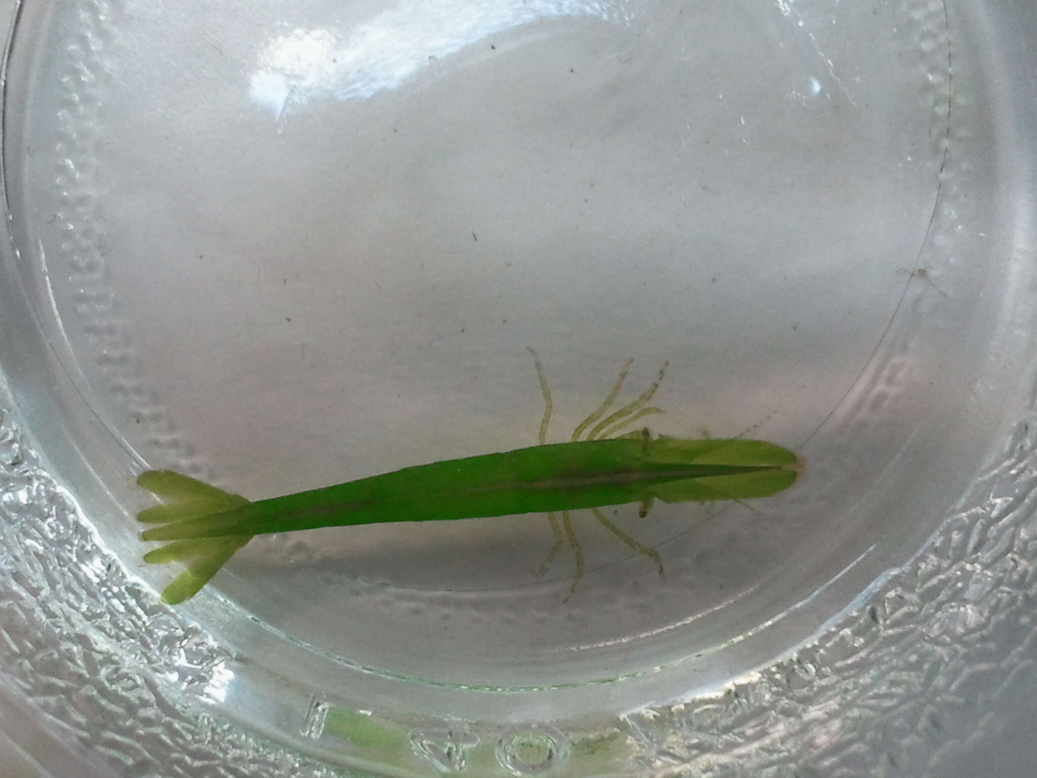 Image of seaweed chameleon prawn