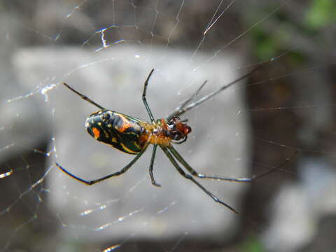 Image of Leucauge argyrobapta (White 1841)