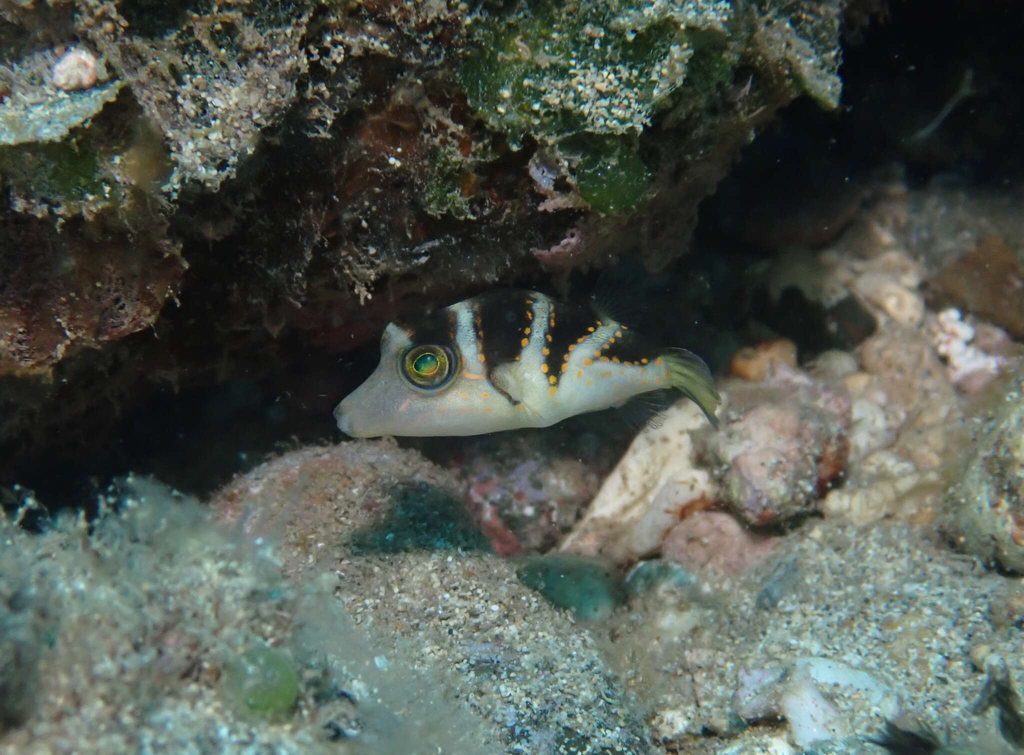 Слика од Canthigaster coronata (Vaillant & Sauvage 1875)