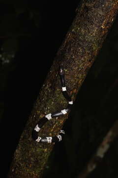 Image of Banded Wolf Snake