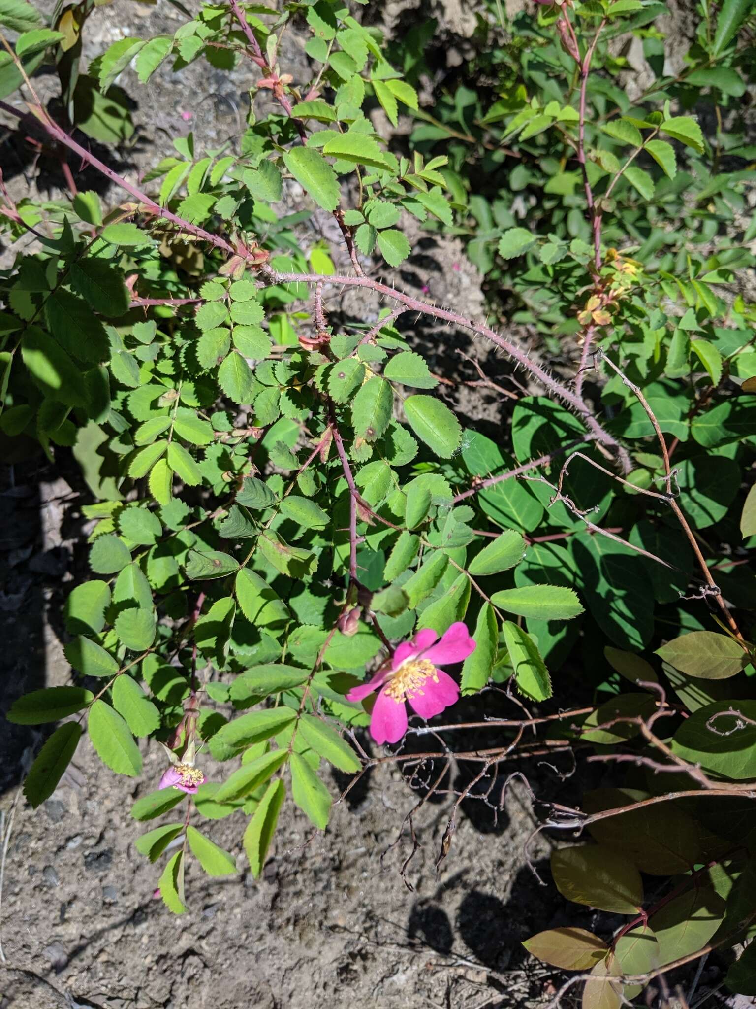 Rosa gymnocarpa subsp. helleri (Greene) Ertter & W. H. Lewis resmi