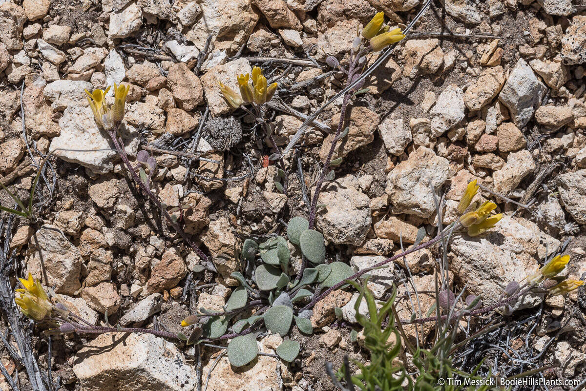 Physaria kingii (S. Watson) O'Kane & Al-Shehbaz的圖片