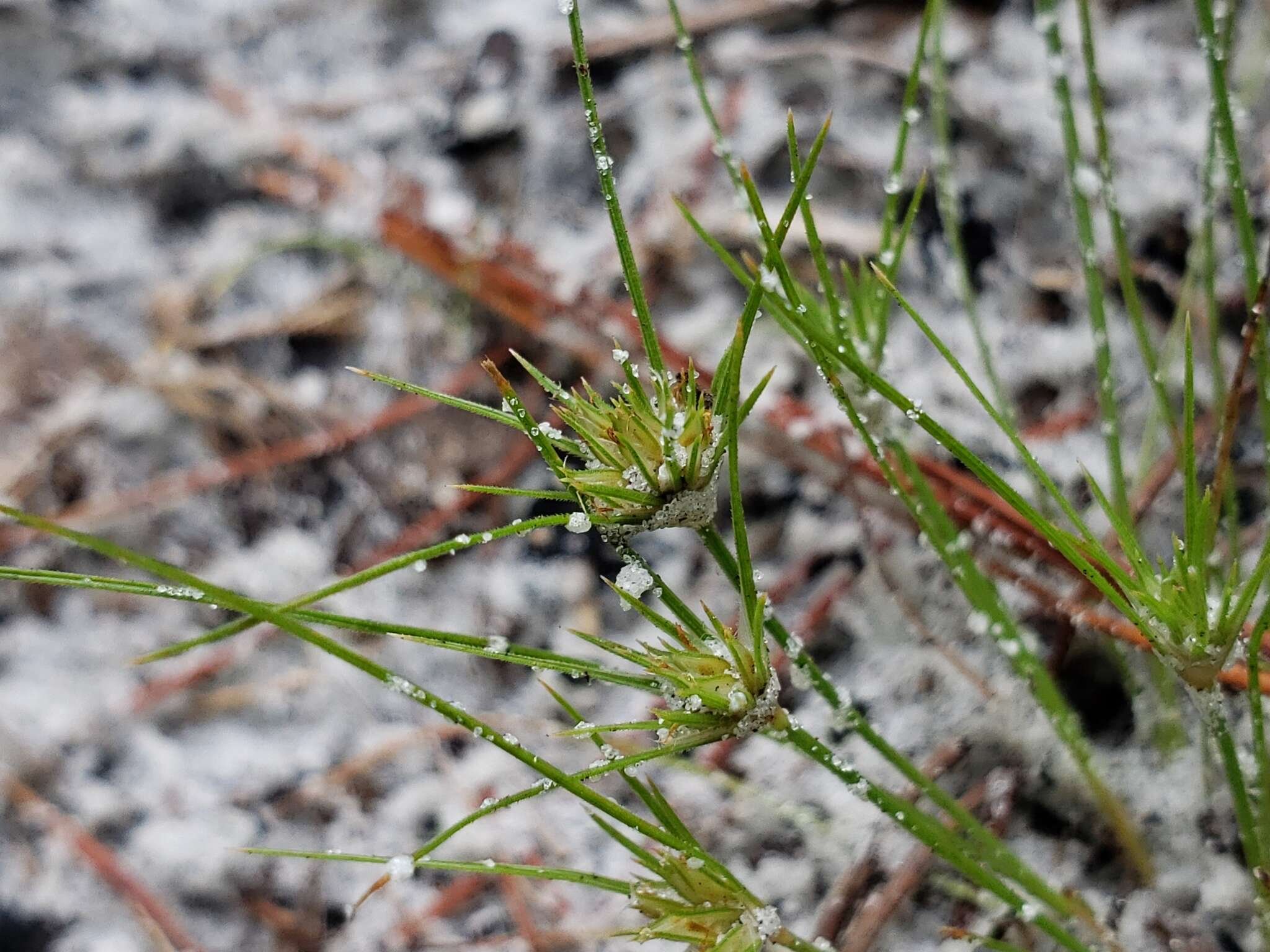 Image of Sandy-Field Hair Sedge