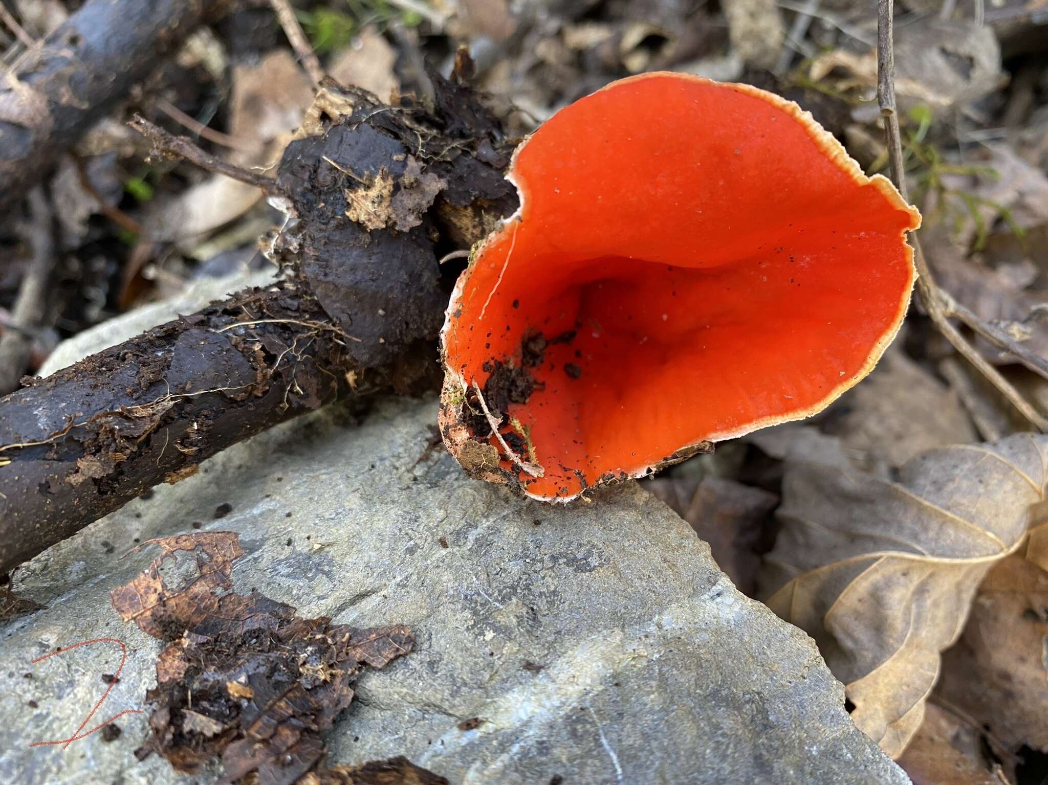 Image of Sarcoscypha dudleyi (Peck) Baral 1984