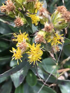 Image of Cutler's alpine goldenrod