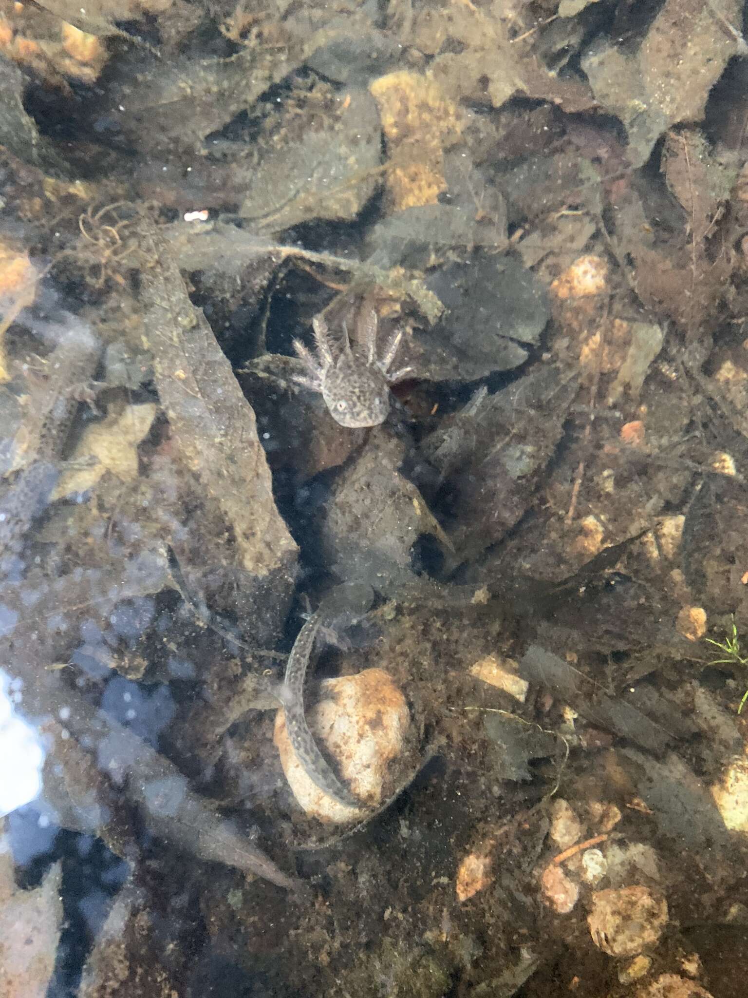 Image of Tarahumara Salamander