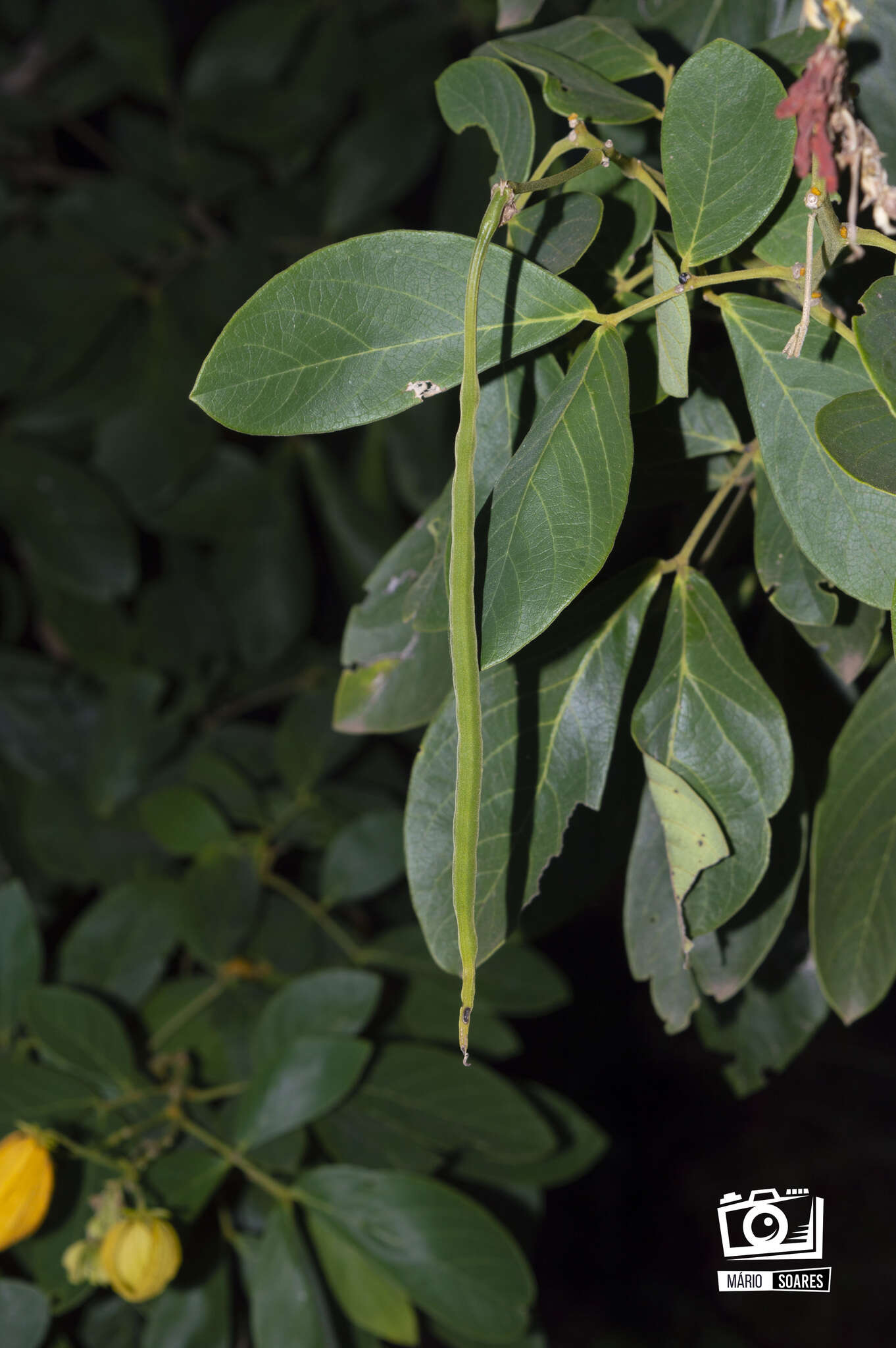 Senna macranthera (Collad.) H. S. Irwin & Barneby resmi