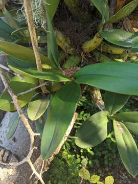 Image of Myrmecophila galeottiana (A. Rich.) Rolfe