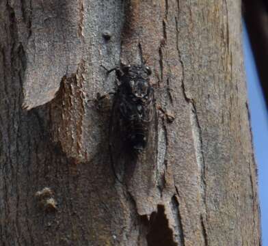 Image of Myopsalta mackinlayi (Distant 1882)