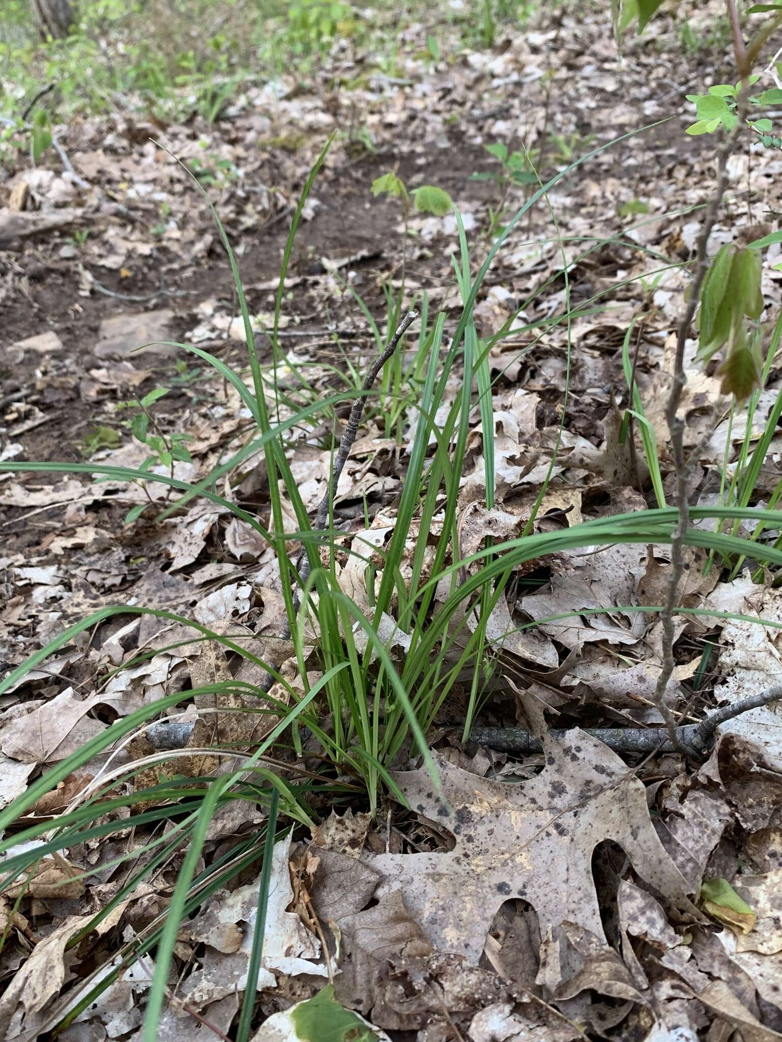 Image of Willdenow's sedge