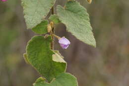 Image of Howittia trilocularis F. Müll.