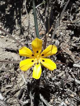 Image of Sisyrinchium graminifolium Lindl.