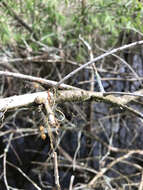 Image of ghost orchid