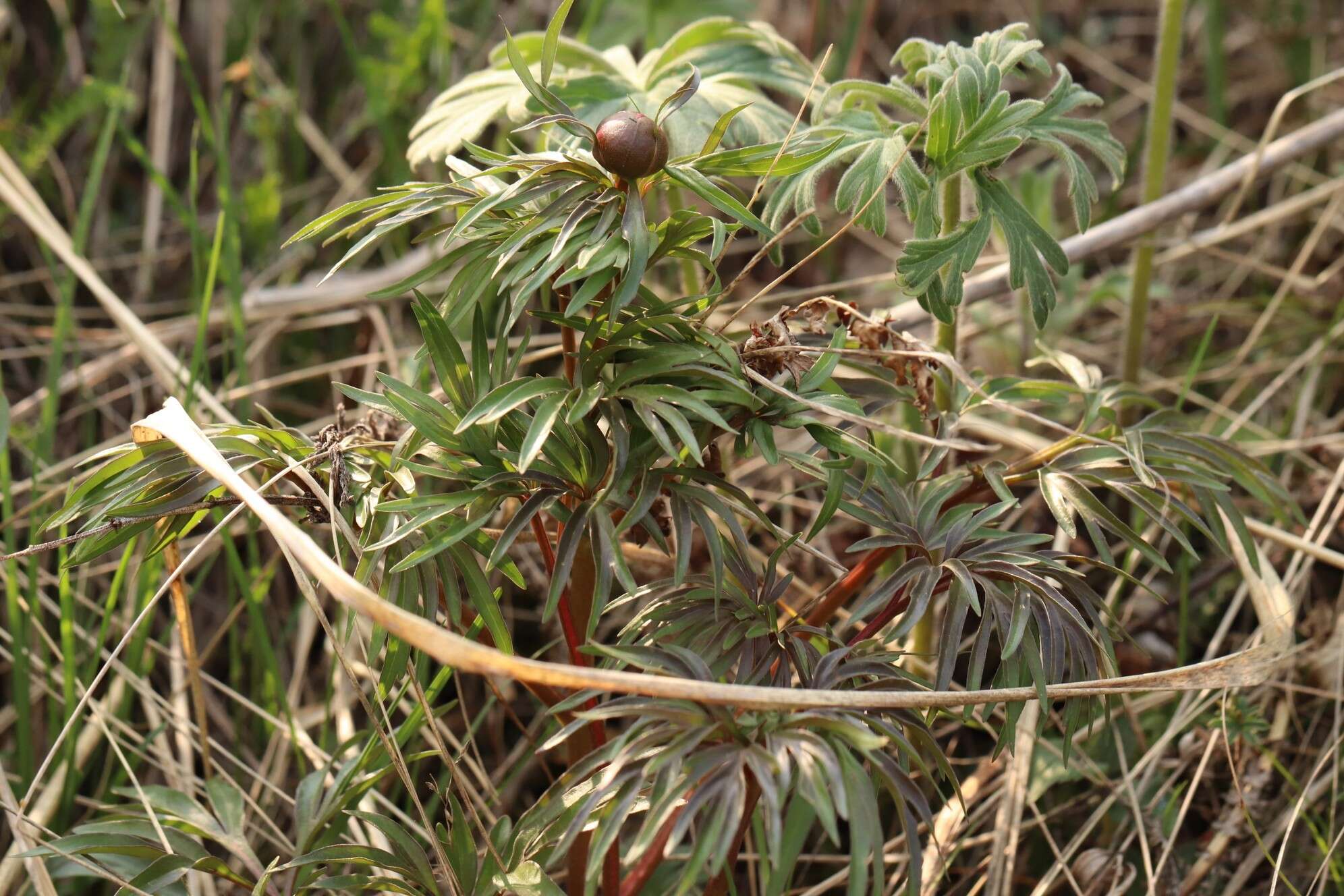 Image of Paeonia intermedia subsp. intermedia