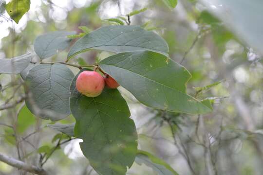 Plancia ëd Phyllanthus grandifolius L.