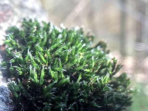 Image of schistidium moss