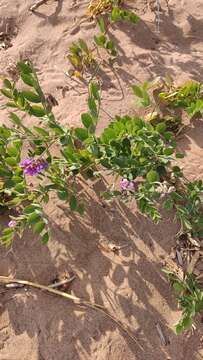 Image of beach pea