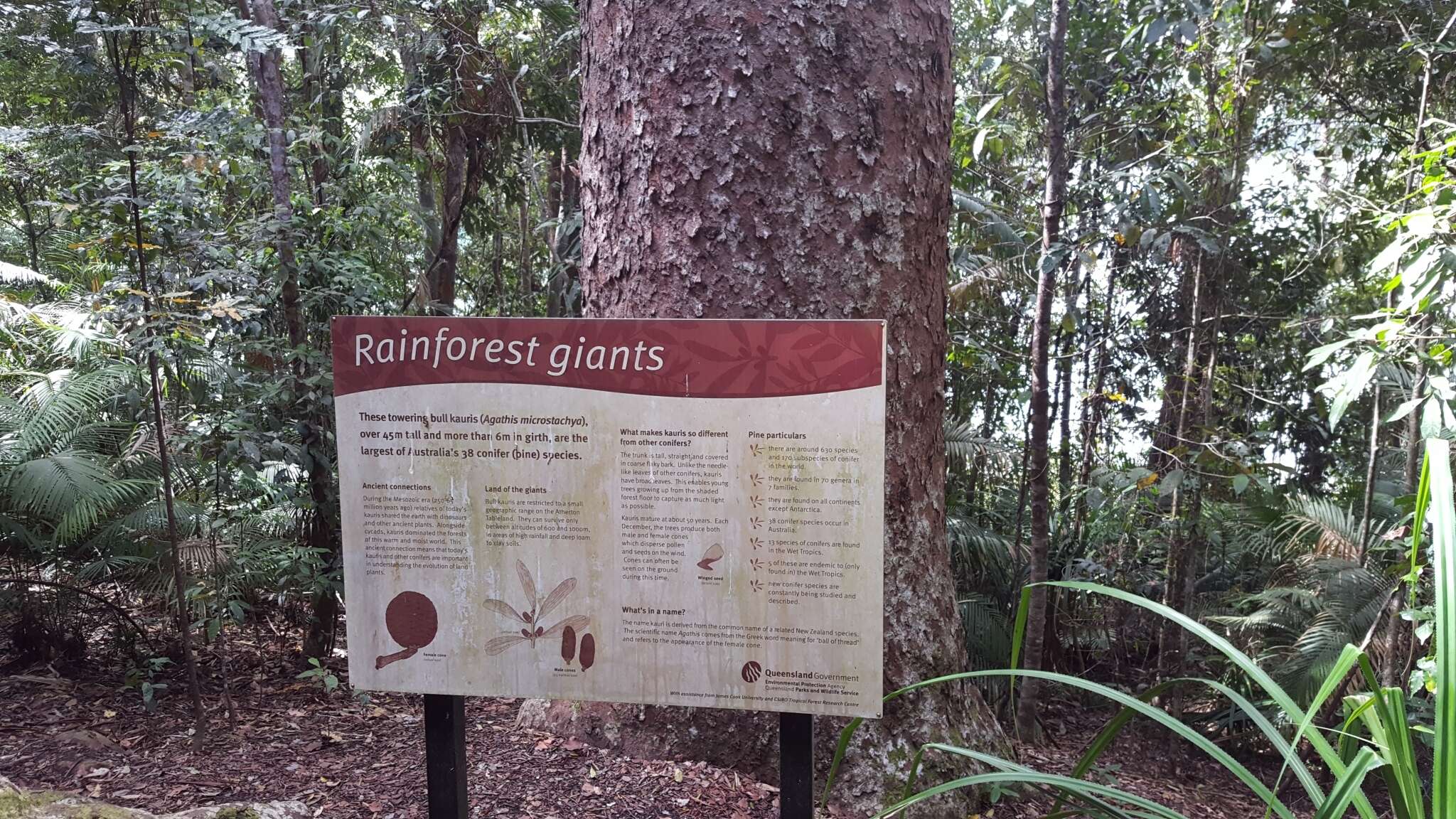 Image of Atherton Kauri Pine