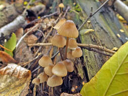 Image of Mycena flavescens Velen. 1920