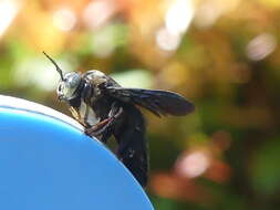 Image of Xylocopa latipes (Drury 1773)