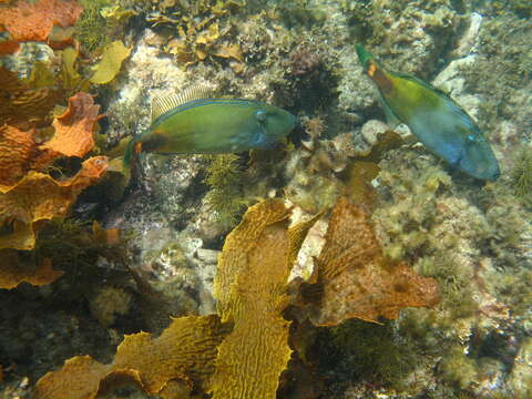 Image of Spiny-tailed leatherjacket