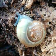 Image of Cellar glass-snail