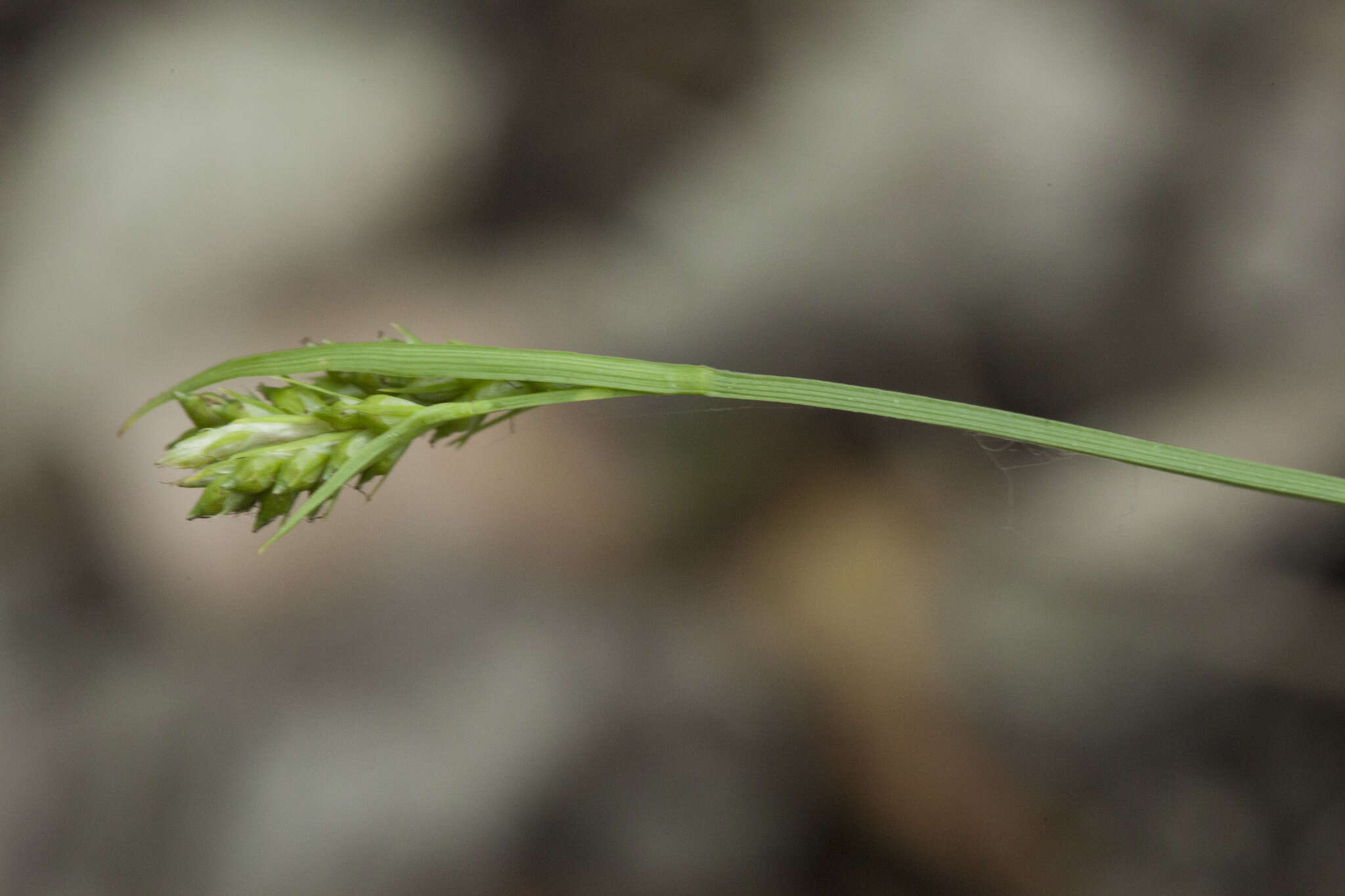 Image of Carex breviculmis var. breviculmis