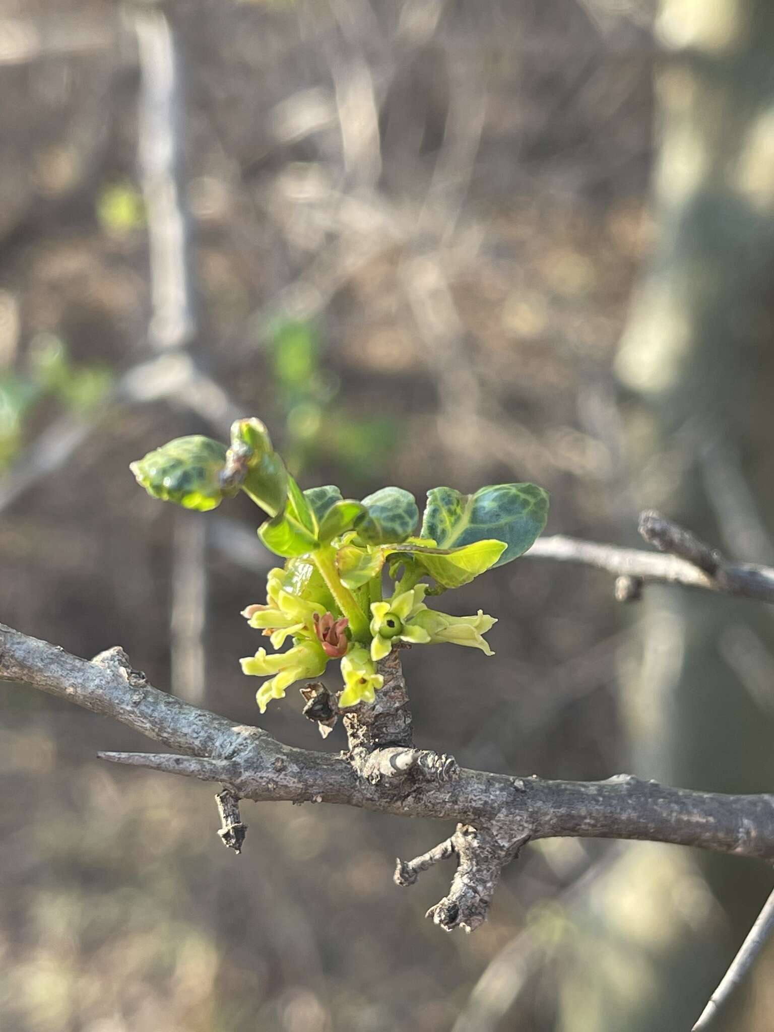 Image of Sweet-root corkwood