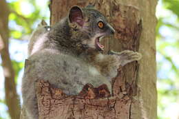 Image of white-footed sportive lemur