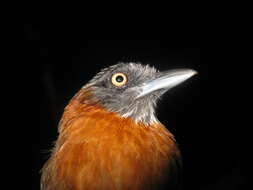 Image of Grey-headed Babbler