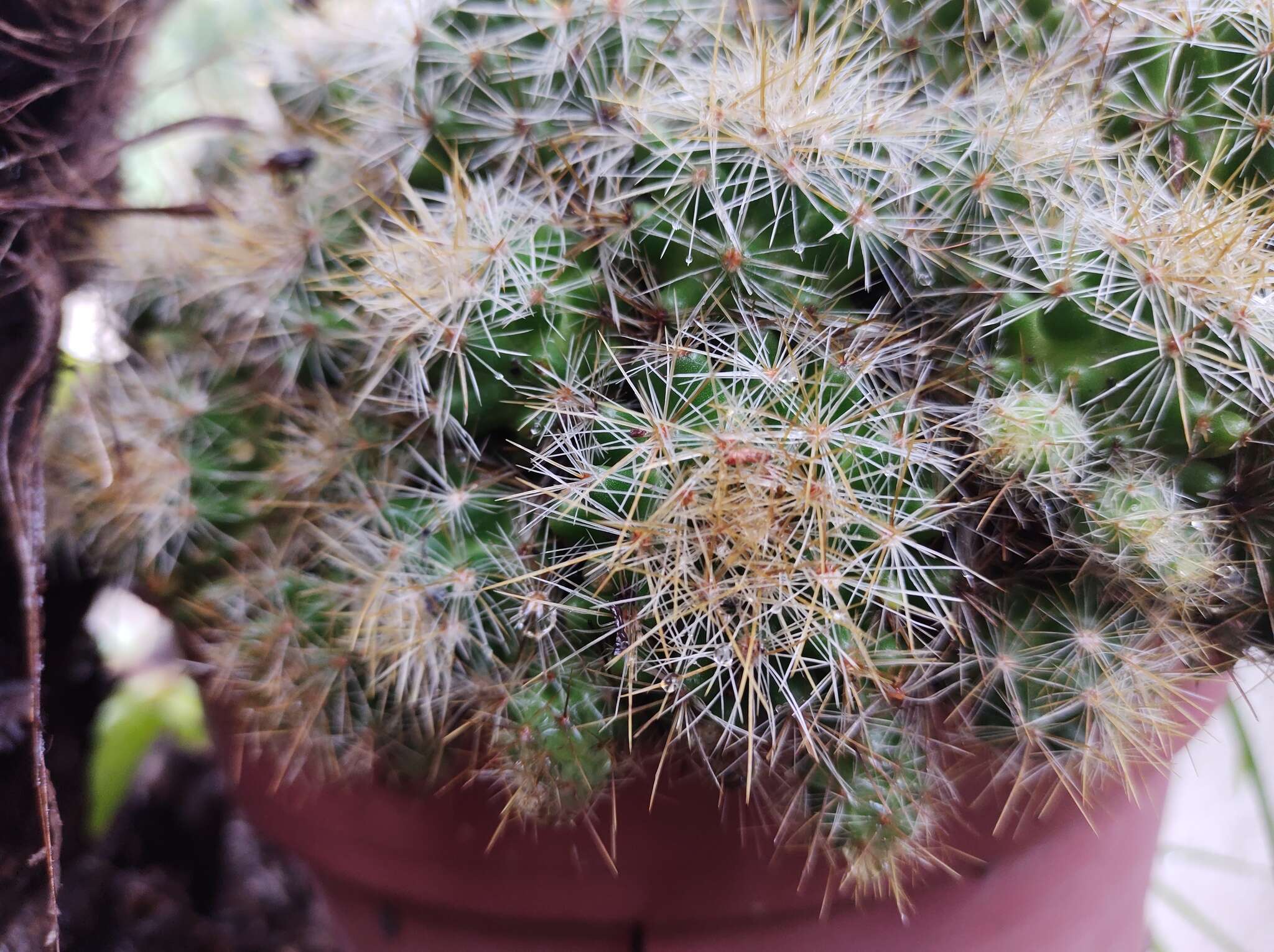 Image of Mammillaria vetula subsp. lacostei