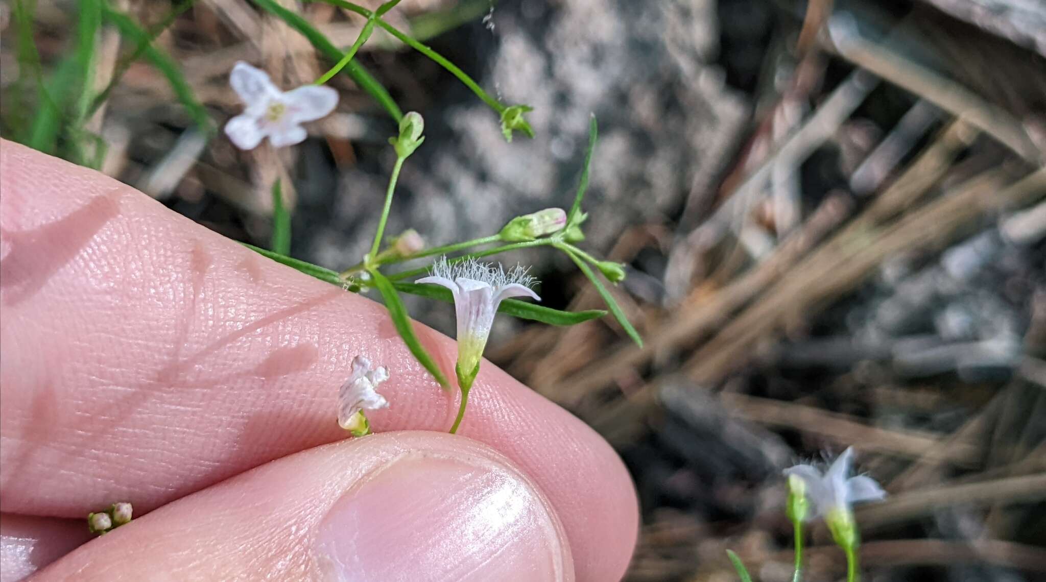 Слика од Houstonia ouachitana (E. B. Sm.) Terrell