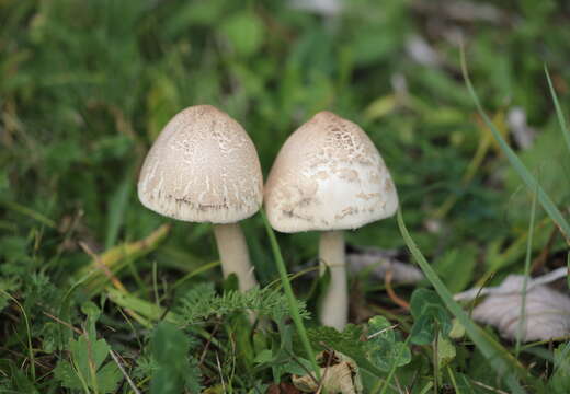 Image of Macrolepiota excoriata (Schaeff.) Wasser 1978