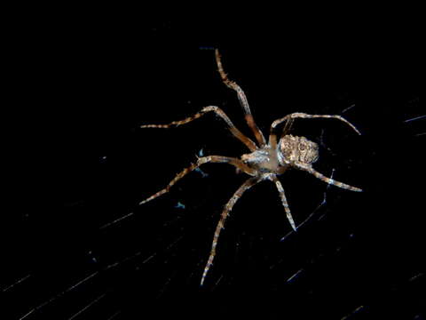 Image of Twig Orb-web Spiders