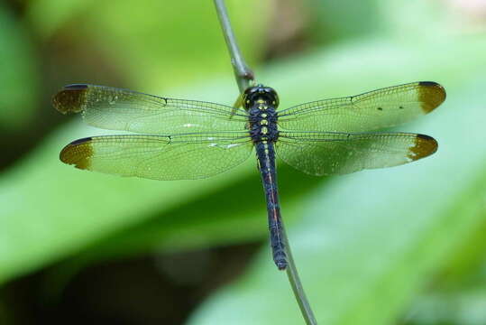 Image of Agrionoptera longitudinalis Selys 1878