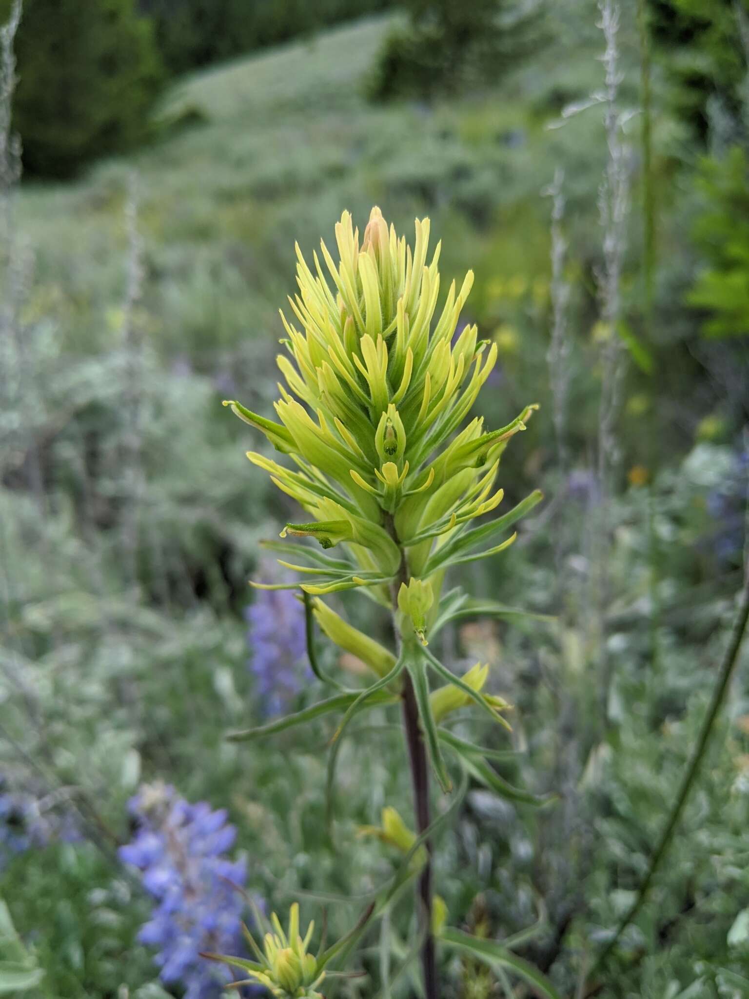 Image of deer Indian paintbrush