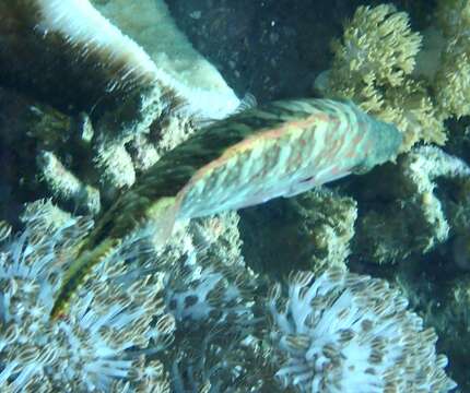 Image of Celebes wrasse