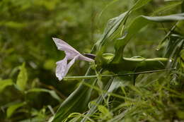 Image of Roscoea purpurea Sm.