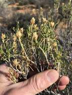 Image of Pteronia pallens L. fil.