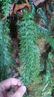 Image of Asplenium prolongatum Hook.