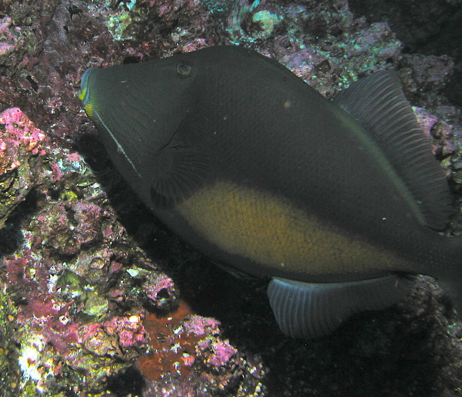 Image of Orangeside Triggerfish