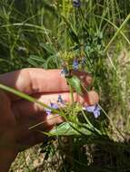 Image of Front Range beardtongue