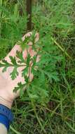 Image of Texas prairie parsley