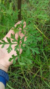 Image of Texas prairie parsley